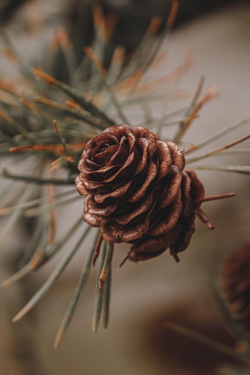 Christmas Wreath